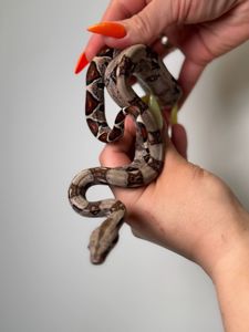 Імператорський удав БОА, Boa constrictor удав, ручна змія для дому, малюк удаву