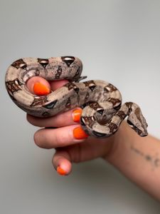 Імператорський удав БОА, Boa constrictor удав, ручна змія для дому, малюк удаву