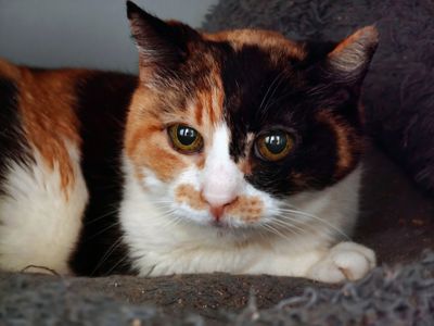 Аріель