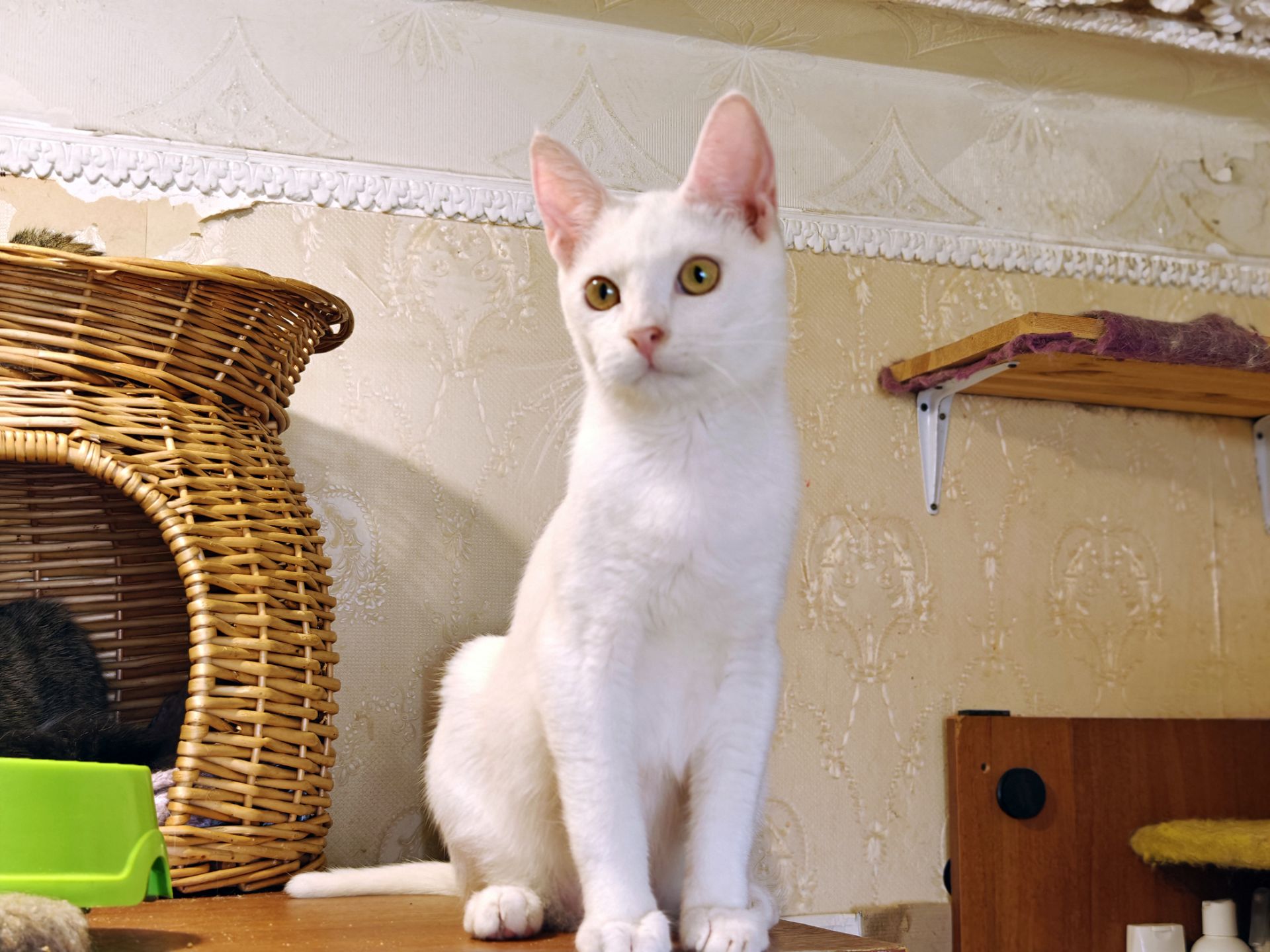Зефір