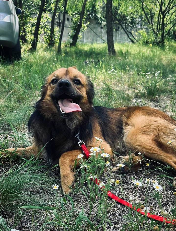 Молодий пес КОДІ мріє знову стати домашнім!