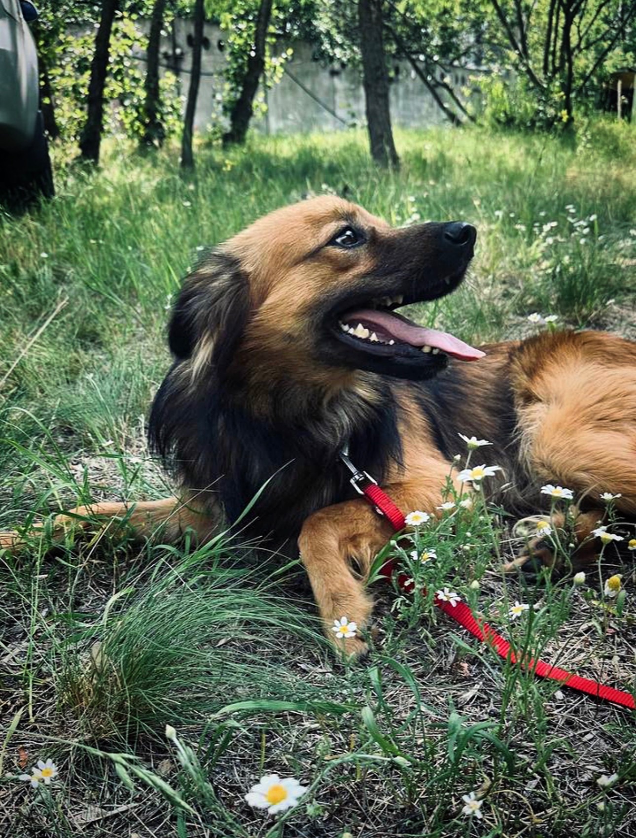 Молодий пес КОДІ мріє знову стати домашнім!