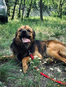 Молодий пес КОДІ мріє знову стати домашнім!