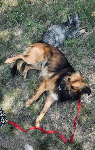 Молодий пес КОДІ мріє знову стати домашнім!