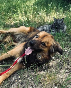 Молодий пес КОДІ мріє знову стати домашнім!