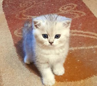 бесподобный шотландский малыш ищет новый дом
