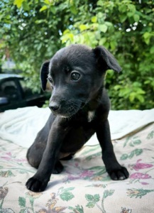 Добрі та розумні маленькі цуценята в добрі руки!