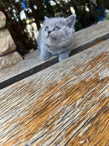 Кошенята скотіш фолд та скотіш страйт