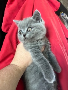 Кошенята скотіш фолд та скотіш страйт