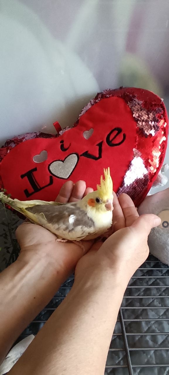 Продаються щокаті корели 🦜