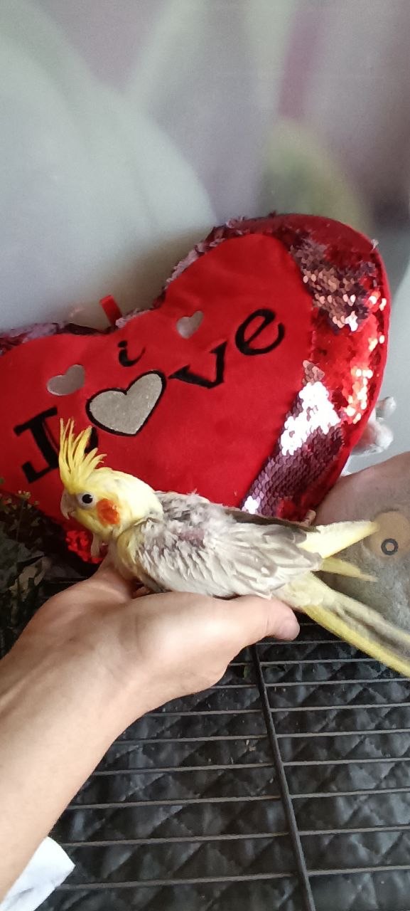 Продаються щокаті корели 🦜