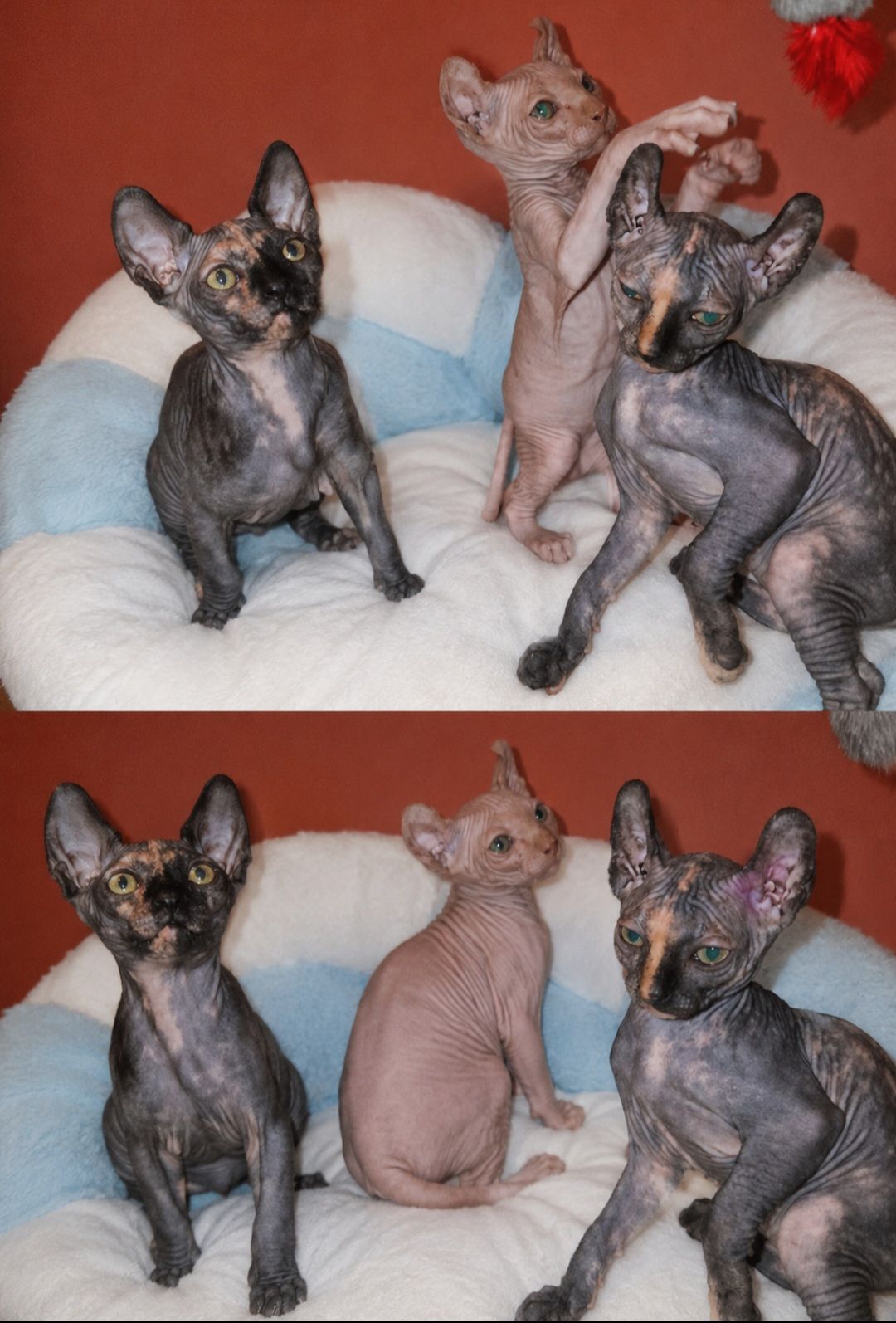 Котята конадский сфинкс, эльф