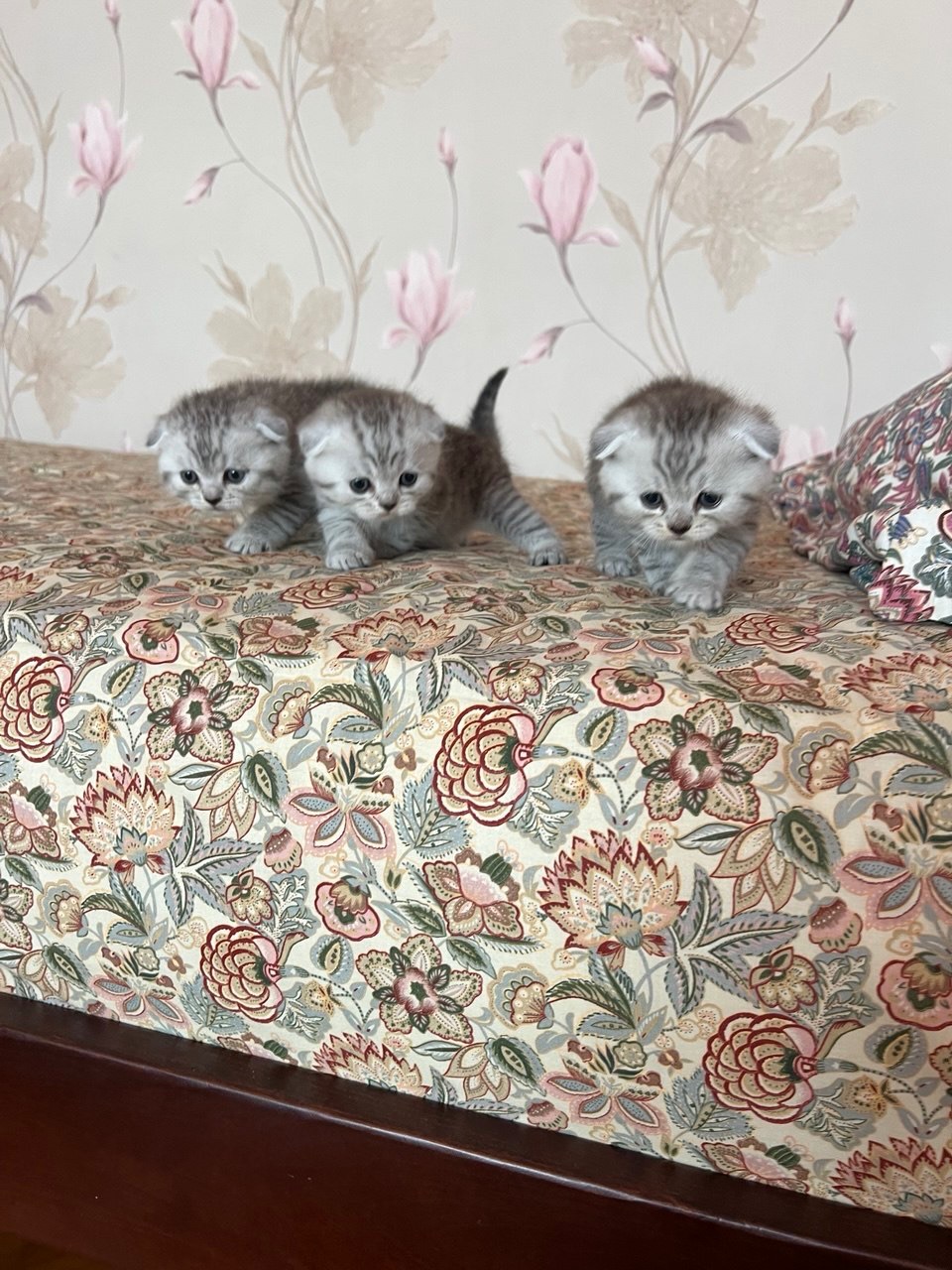 Породисті шотландські кошенята (висловухі та прямовухі) — сірі плюшеві котики