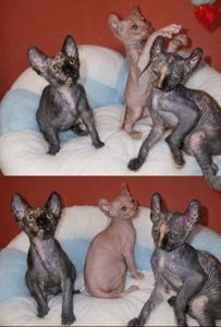 Котята конадский сфинкс, эльф