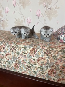 Породисті шотландські кошенята (висловухі та прямовухі) — сірі плюшеві котики