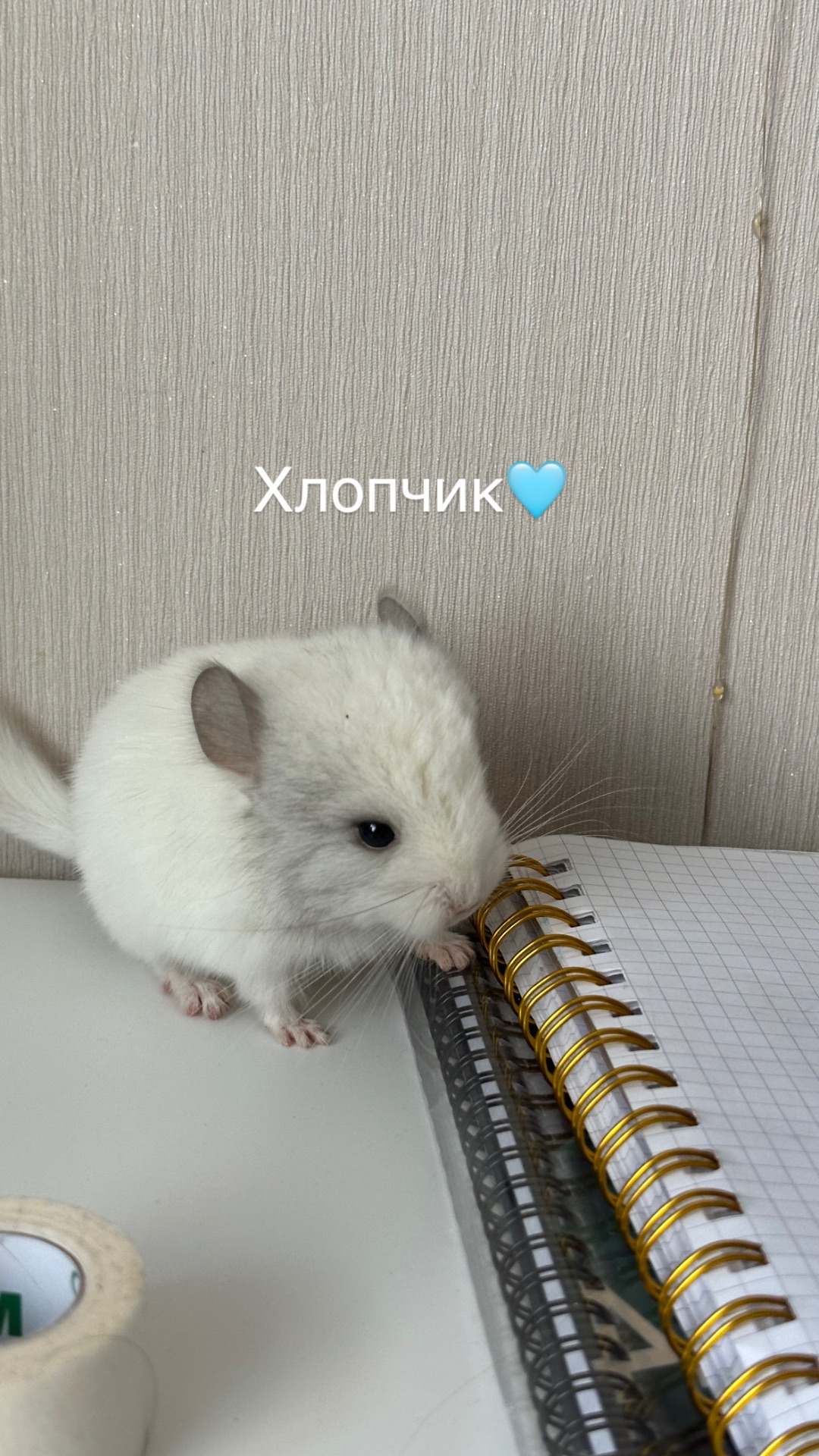Шиншили Білий Вільсон, Мозаїка