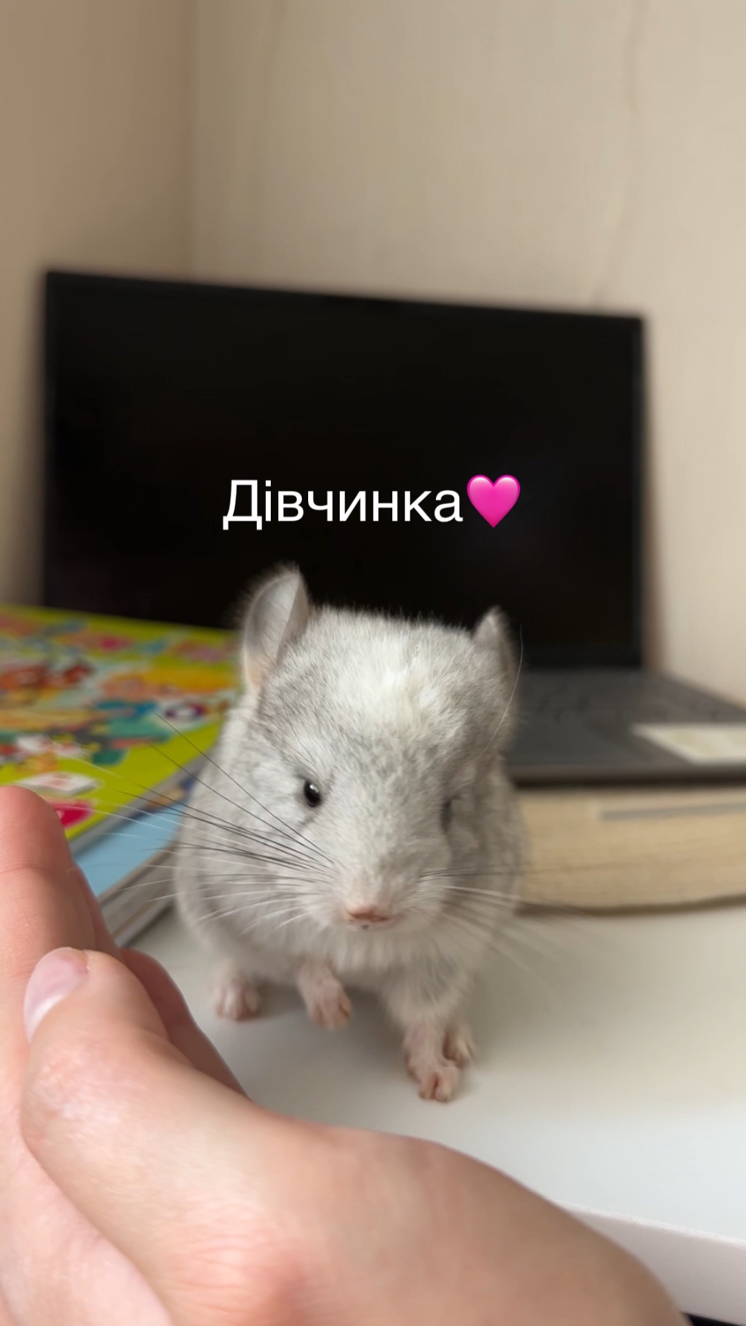 Шиншили Білий Вільсон, Мозаїка