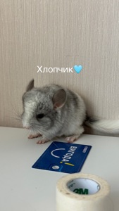 Шиншили Білий Вільсон, Мозаїка