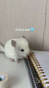 Шиншили Білий Вільсон, Мозаїка