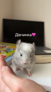 Шиншили Білий Вільсон, Мозаїка