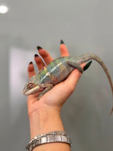 Яскраві пантерові хамелеони різних морф