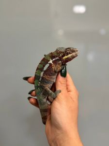 Яскраві пантерові хамелеони різних морф