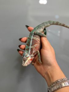 Яскраві пантерові хамелеони різних морф