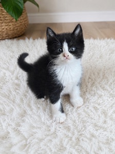 Кошенята