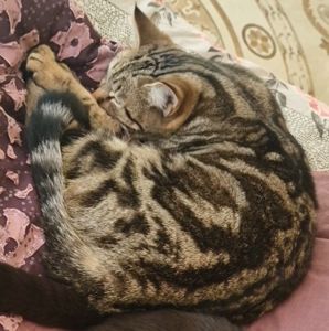 Мініатюрний Кото-хлопчик від породистих батьків
