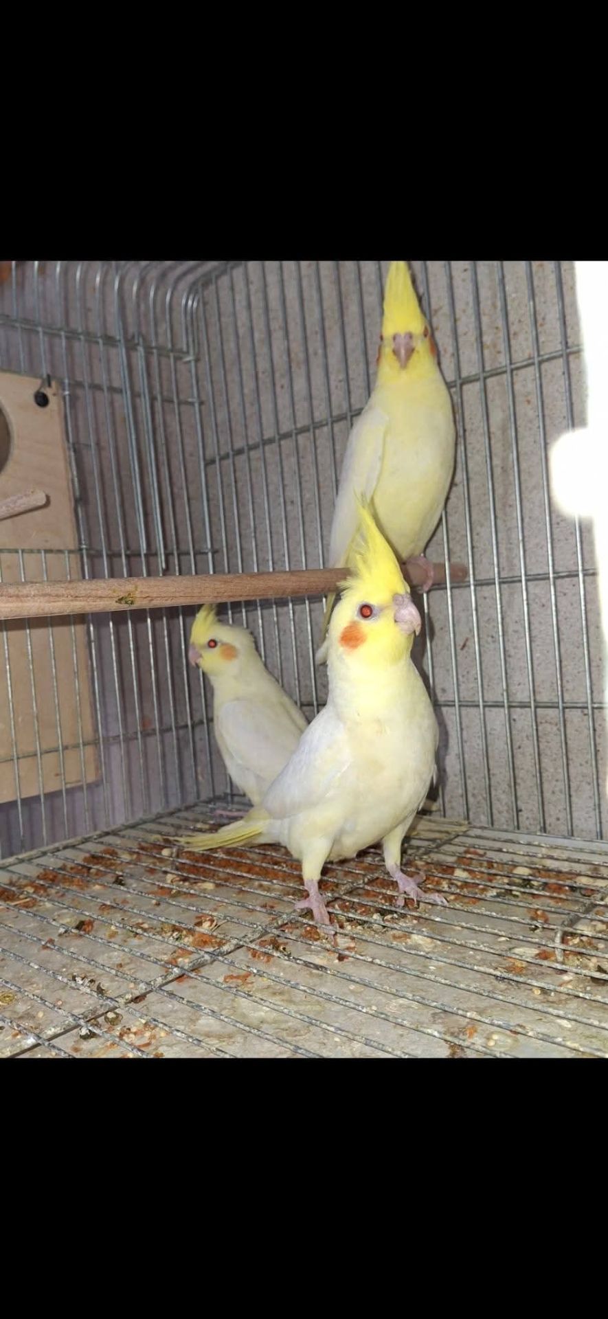 🤍 Белые безщёкие кореллы 🤍