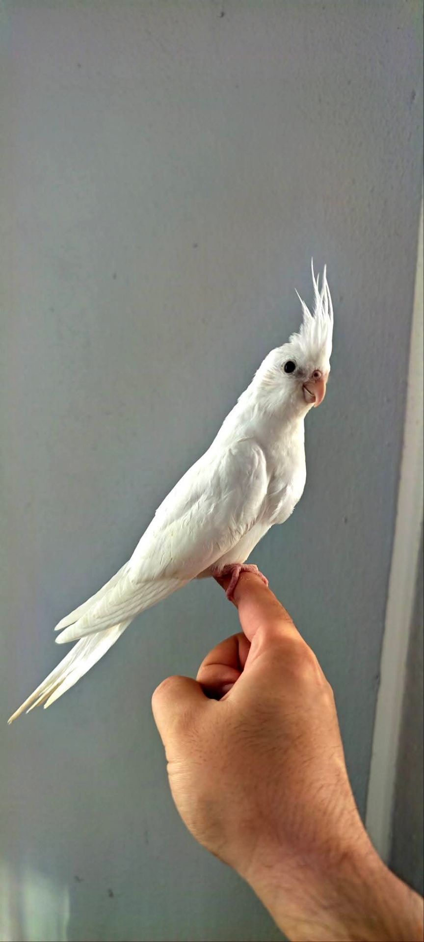 🤍 Белые безщёкие кореллы 🤍