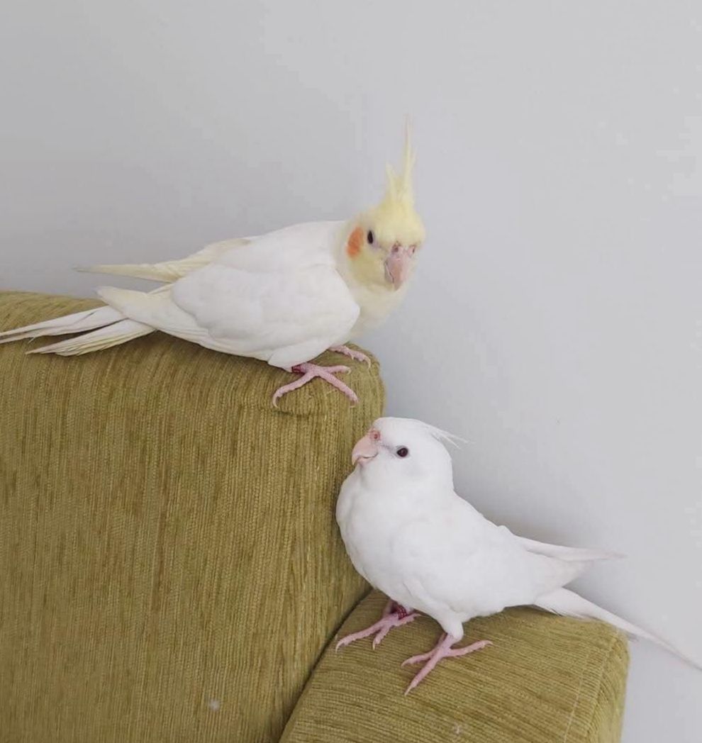 🤍 Белые безщёкие кореллы 🤍