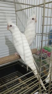 🤍 Белые безщёкие кореллы 🤍