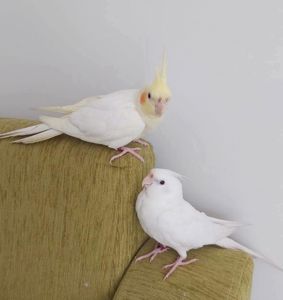 🤍 Белые безщёкие кореллы 🤍