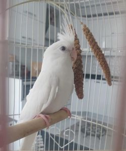 🤍 Белые безщёкие кореллы 🤍