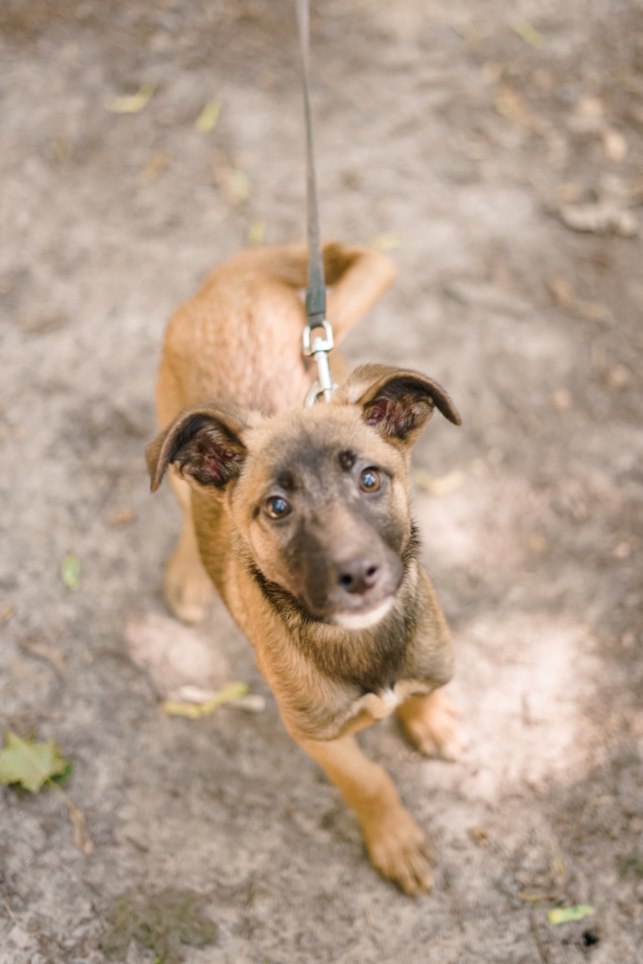 Неймовірні гарнюні шукають дім!