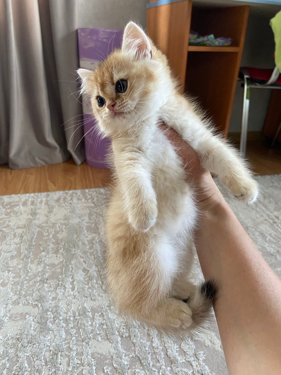 Британська шиншил