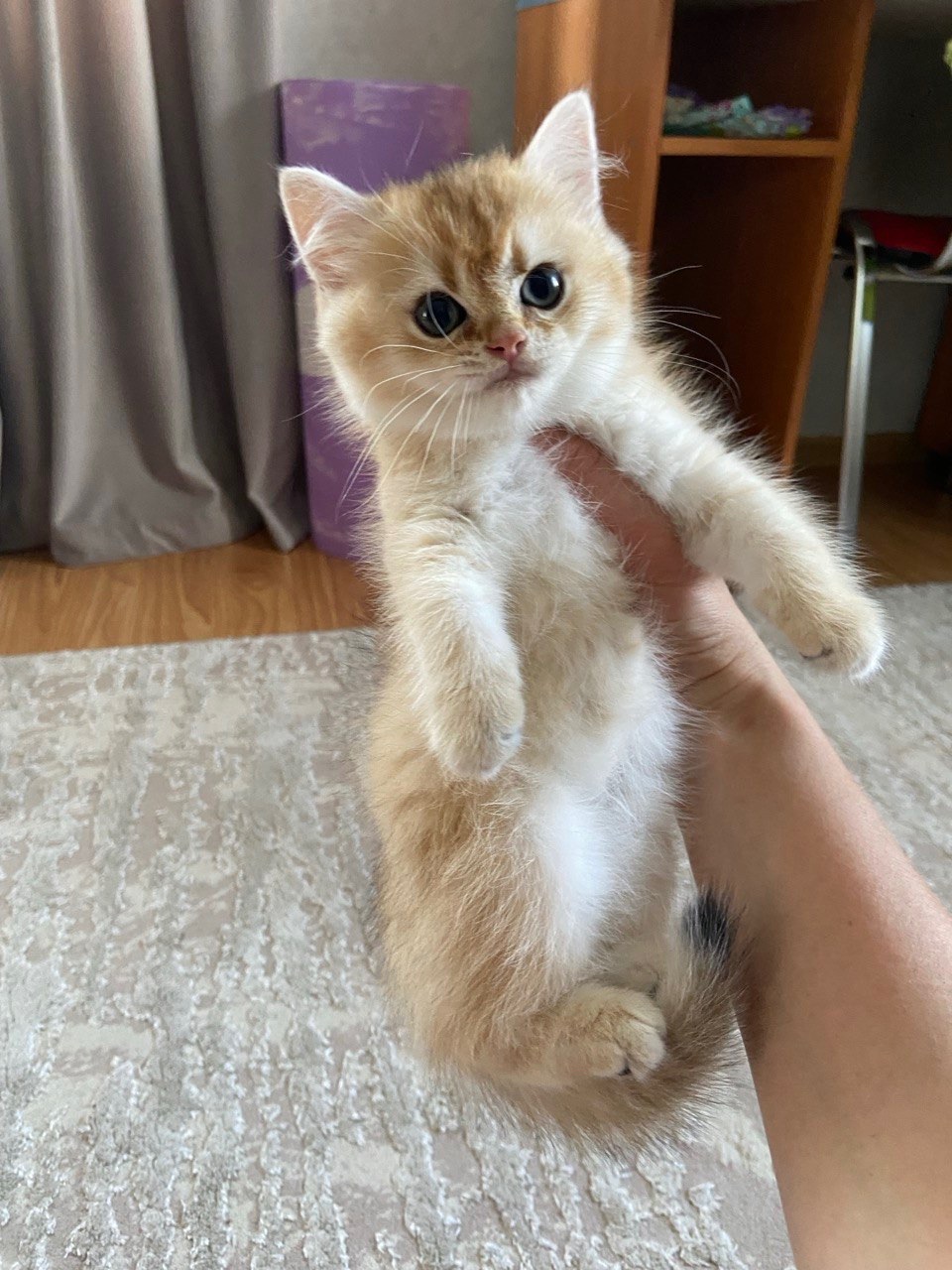 Британська шиншил