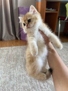 Британська шиншил