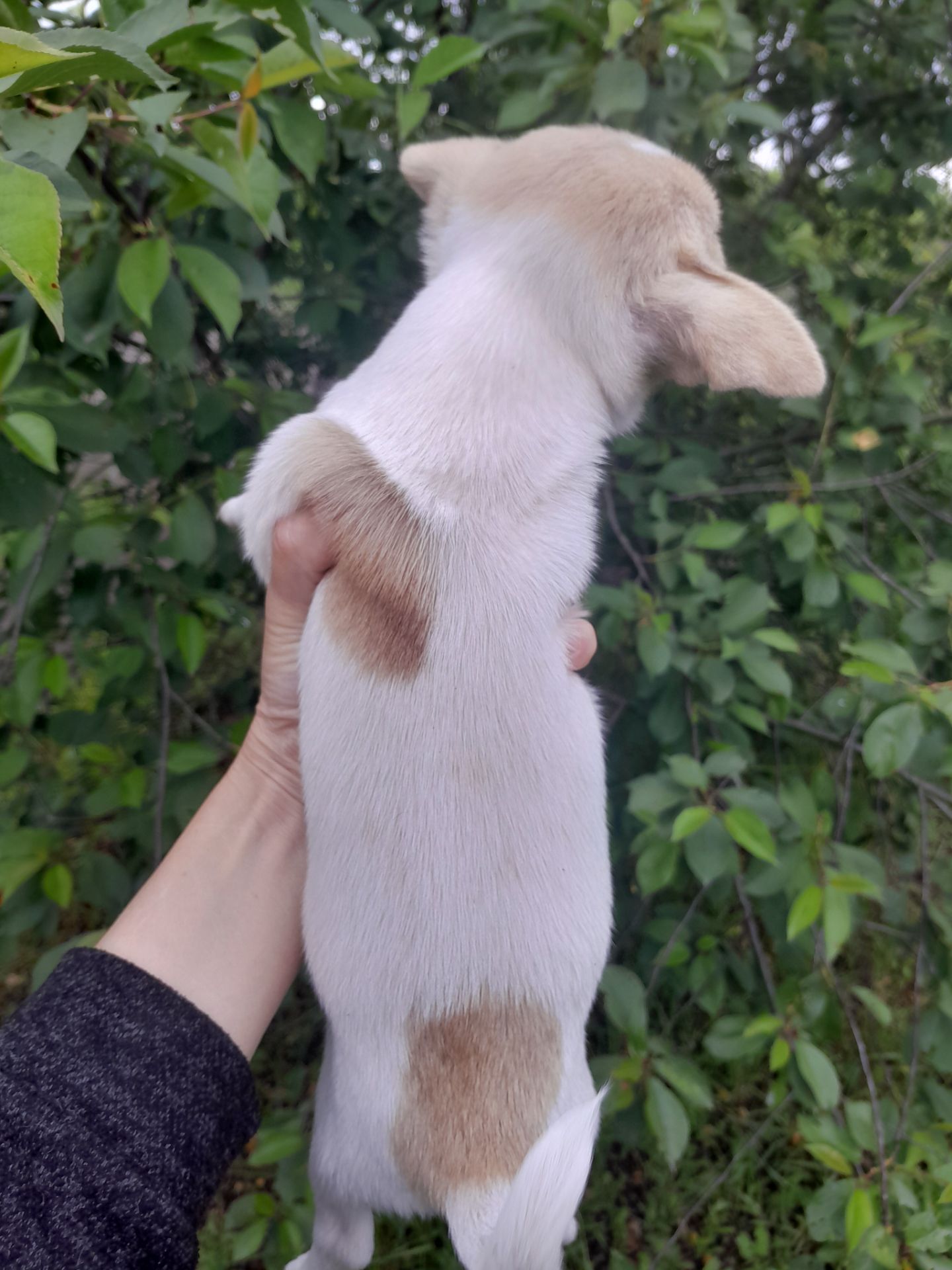 Девочка КСУ чишка