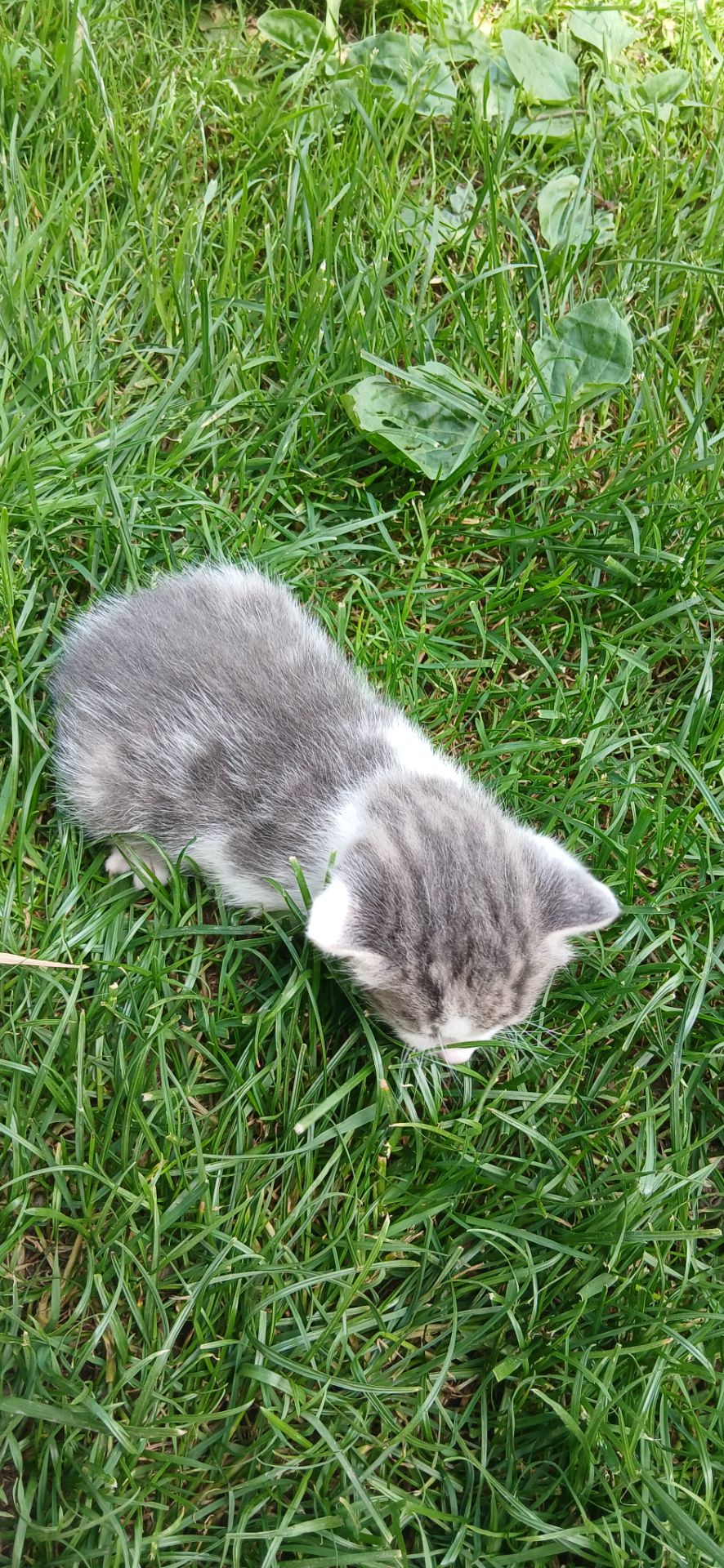 Кошеннята шукають люблячу родину