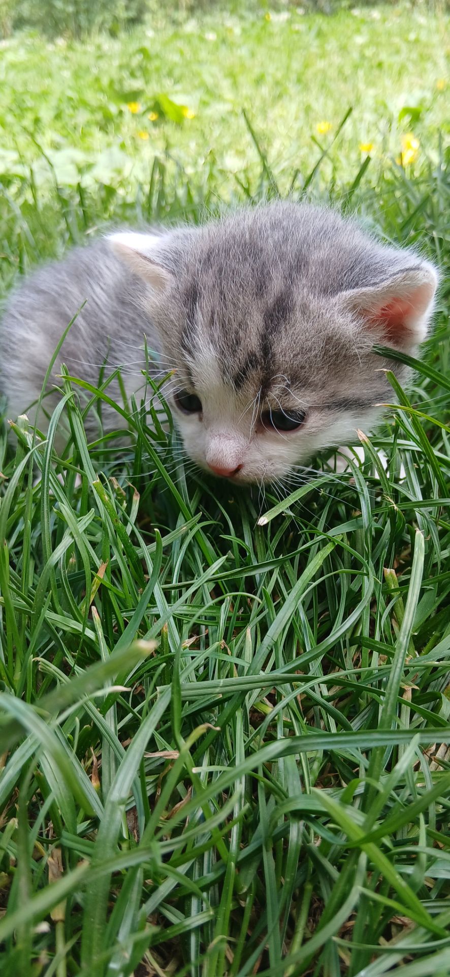 Кошеннята шукають люблячу родину