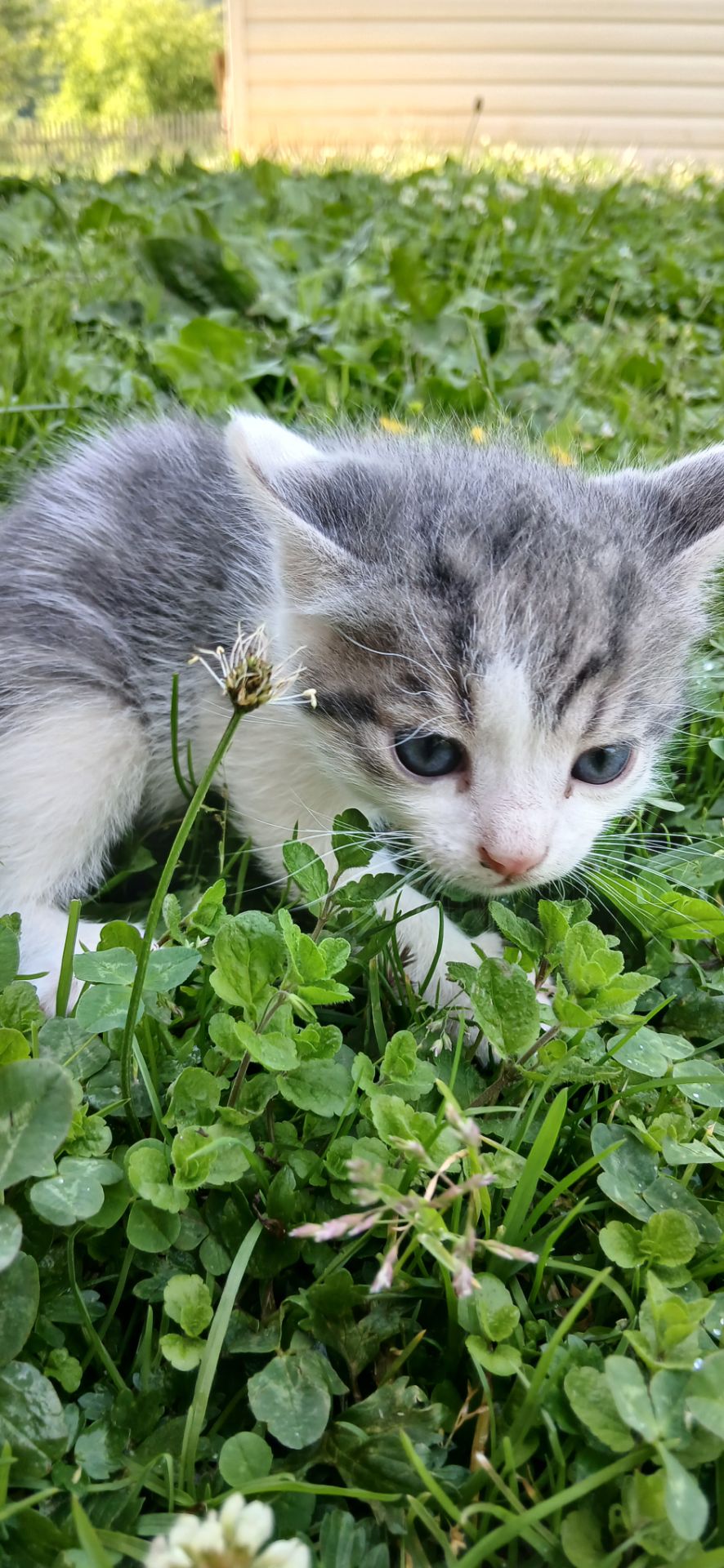 Кошеннята шукають люблячу родину