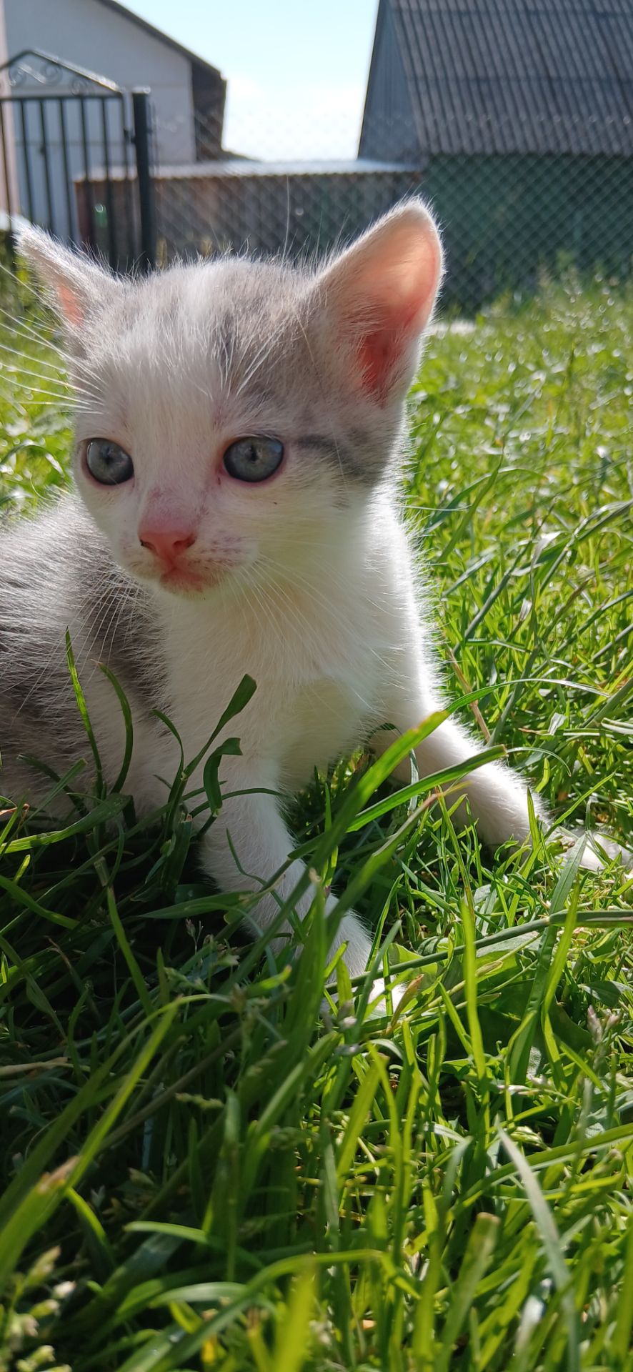 Кошеннята шукають люблячу родину