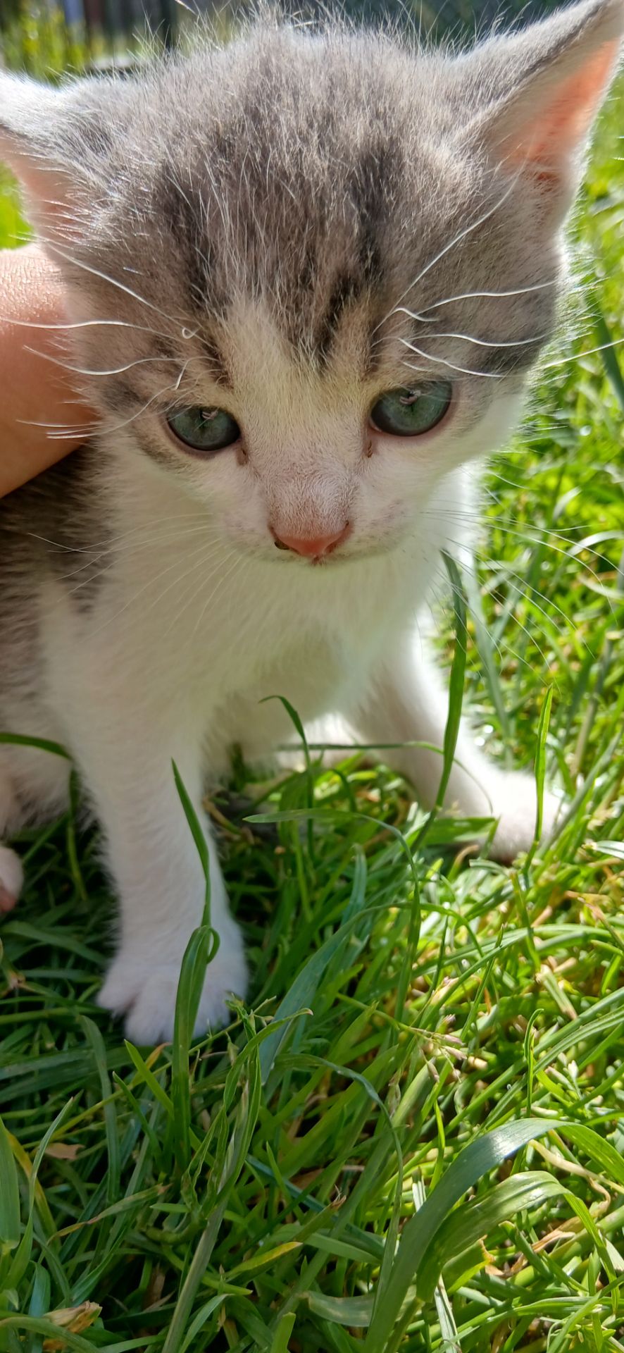 Кошеннята шукають люблячу родину