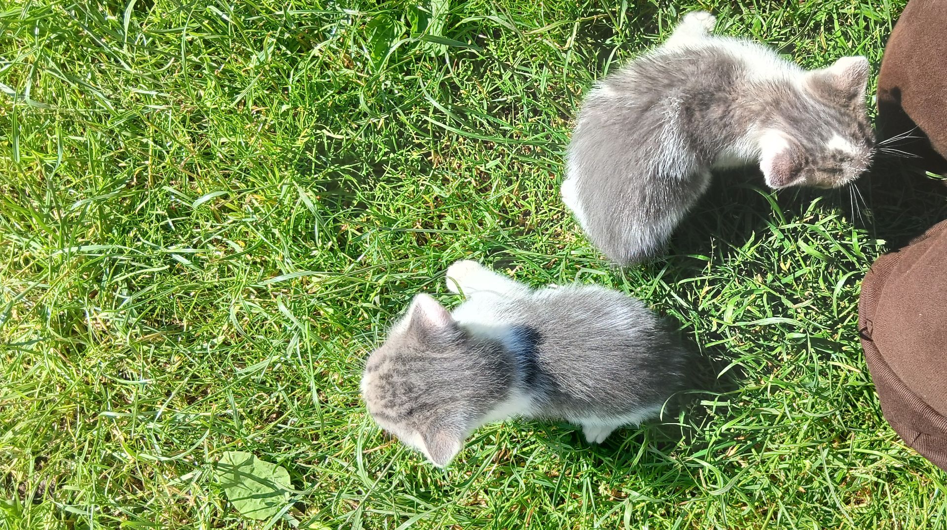 Кошеннята шукають люблячу родину