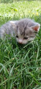 Кошеннята шукають люблячу родину