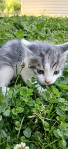 Кошеннята шукають люблячу родину