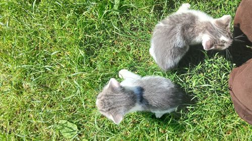 Кошеннята шукають люблячу родину