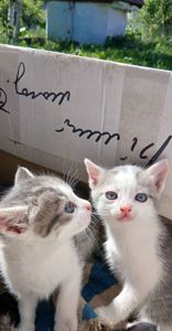 Кошеннята шукають люблячу родину